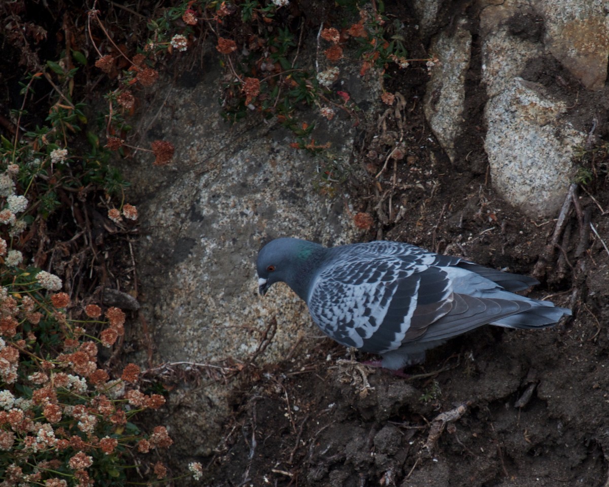 Rock Pigeon (Feral Pigeon) - ML637274488