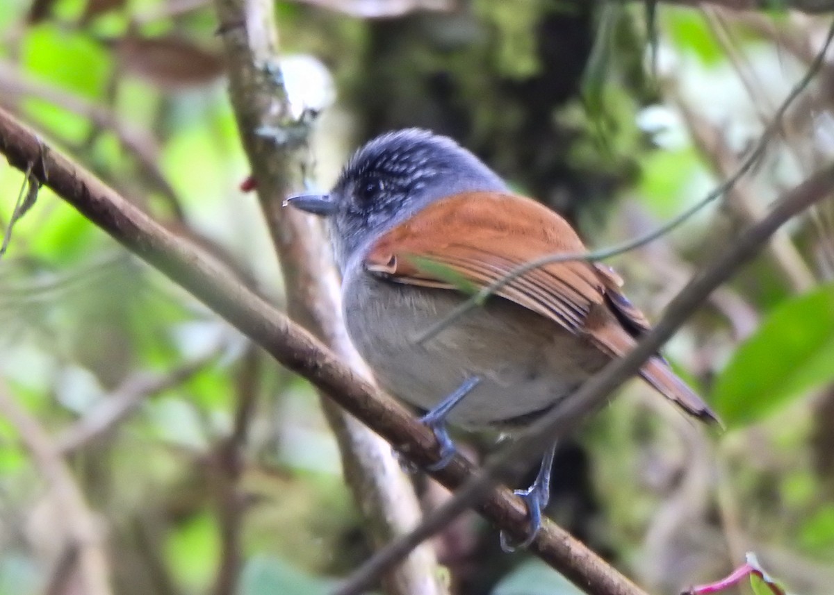 Rufous-backed Antvireo - ML637274528