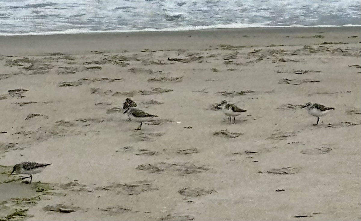 Sanderling - ML637274534