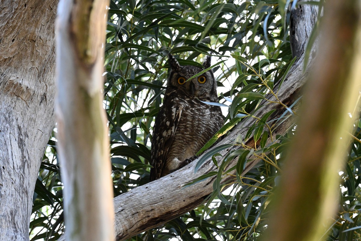 Spotted Eagle-Owl - ML637274544