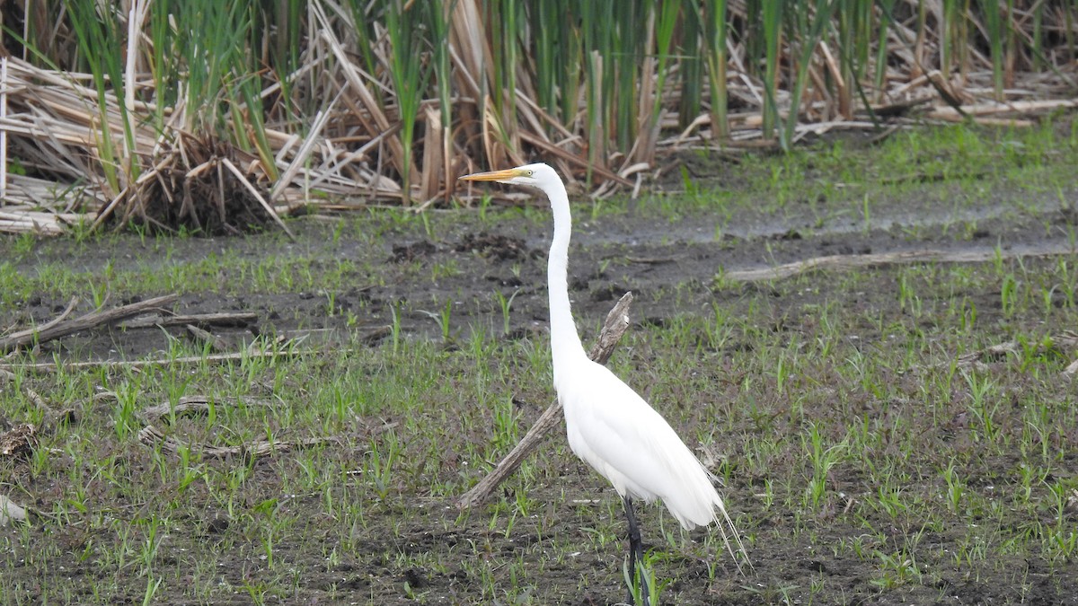 Great Egret - ML637274588