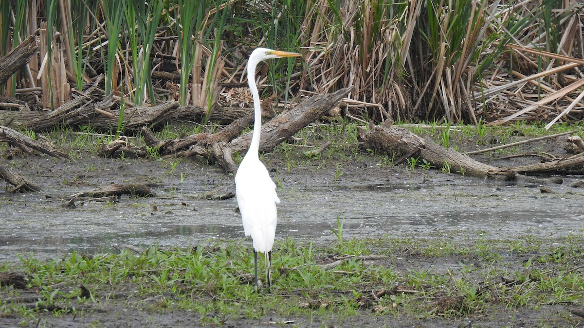 Great Egret - ML637274589