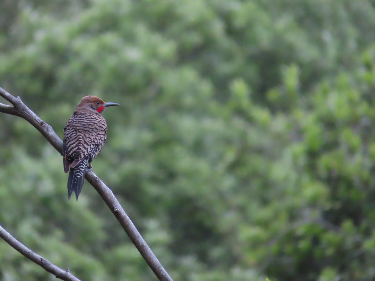 Northern Flicker (Red-shafted) - ML637274590