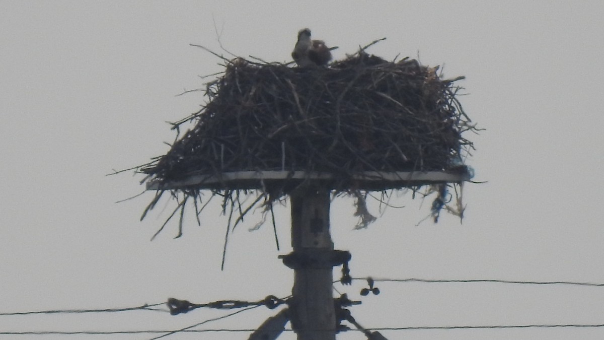 Osprey - ML637274595