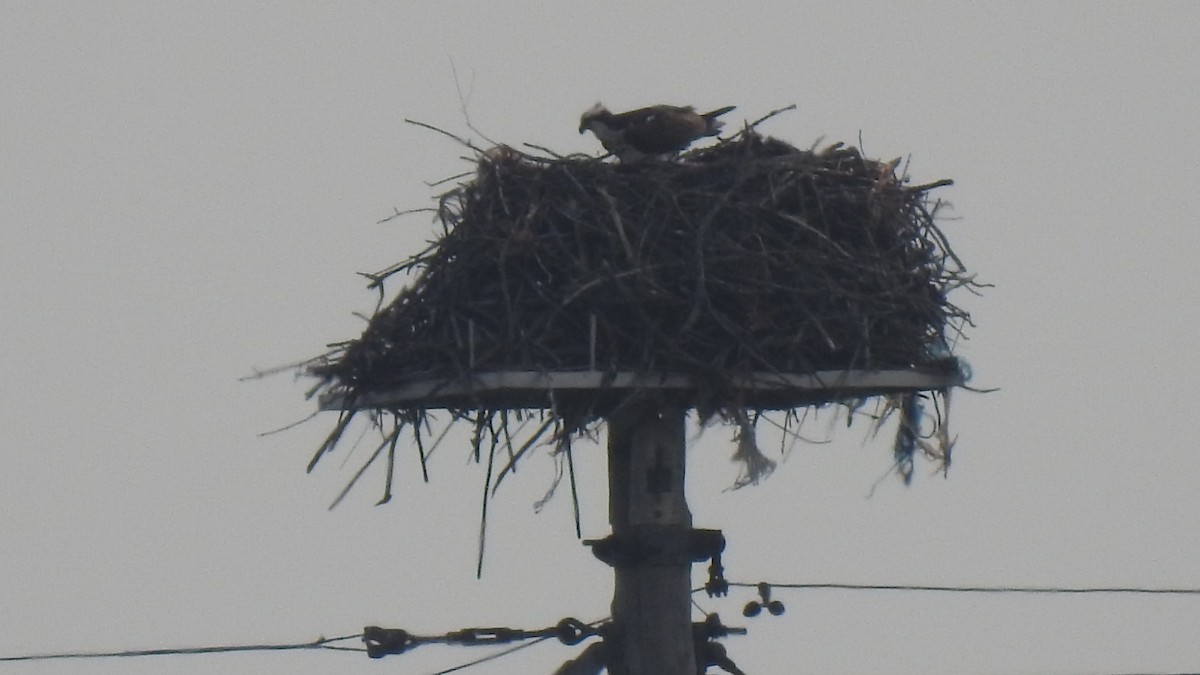Osprey - ML637274596