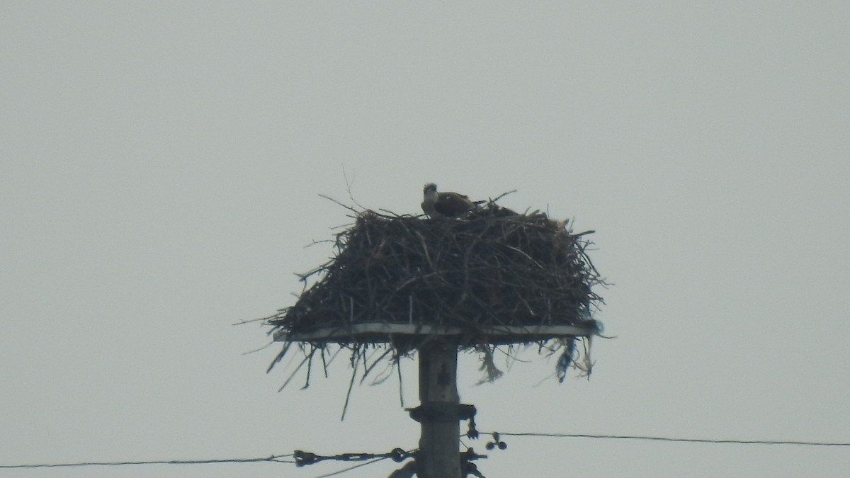 Osprey - ML637274597