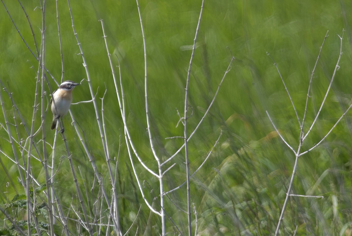Whinchat - ML637274617