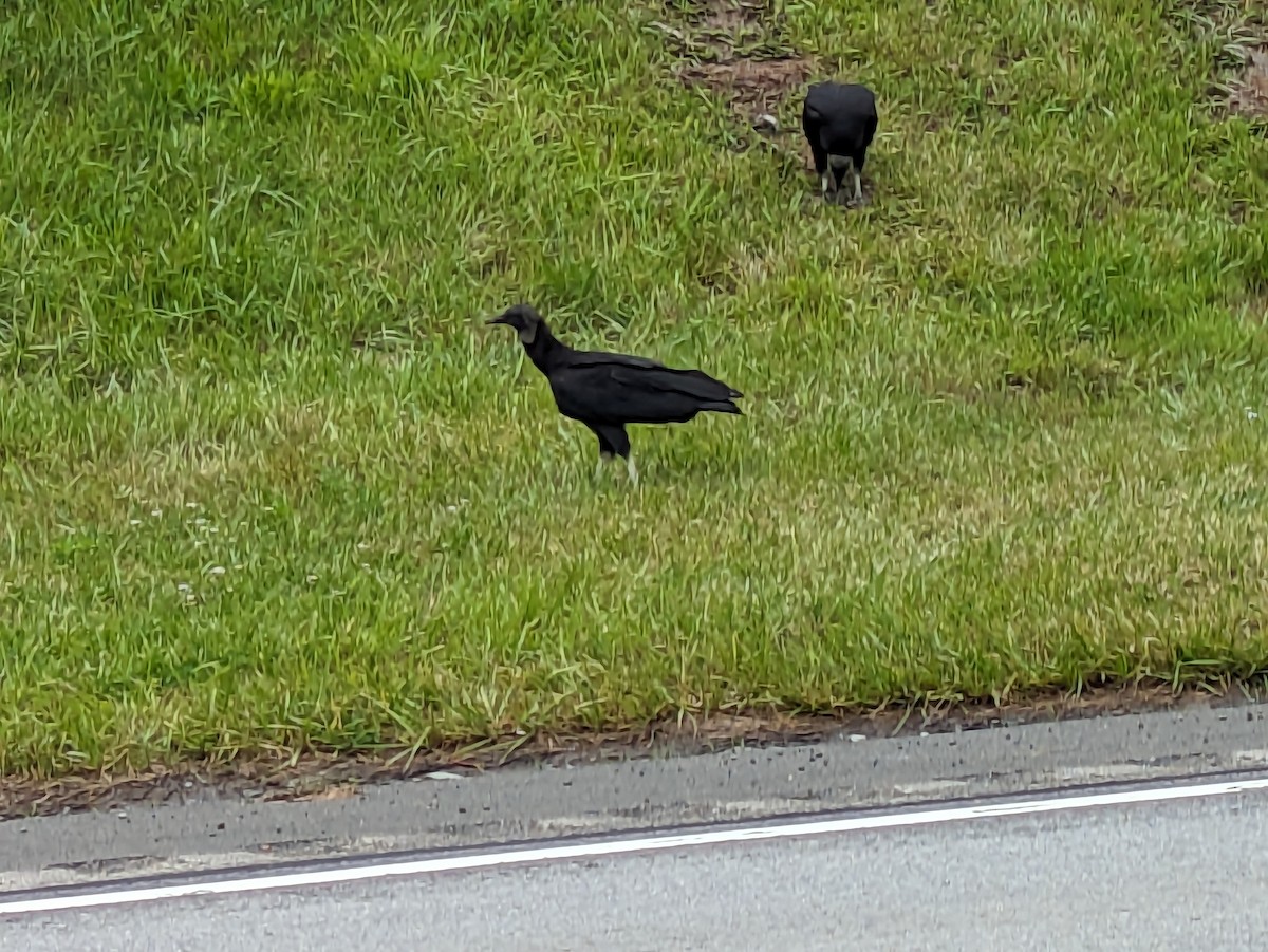 kondor havranovitý - ML637274620