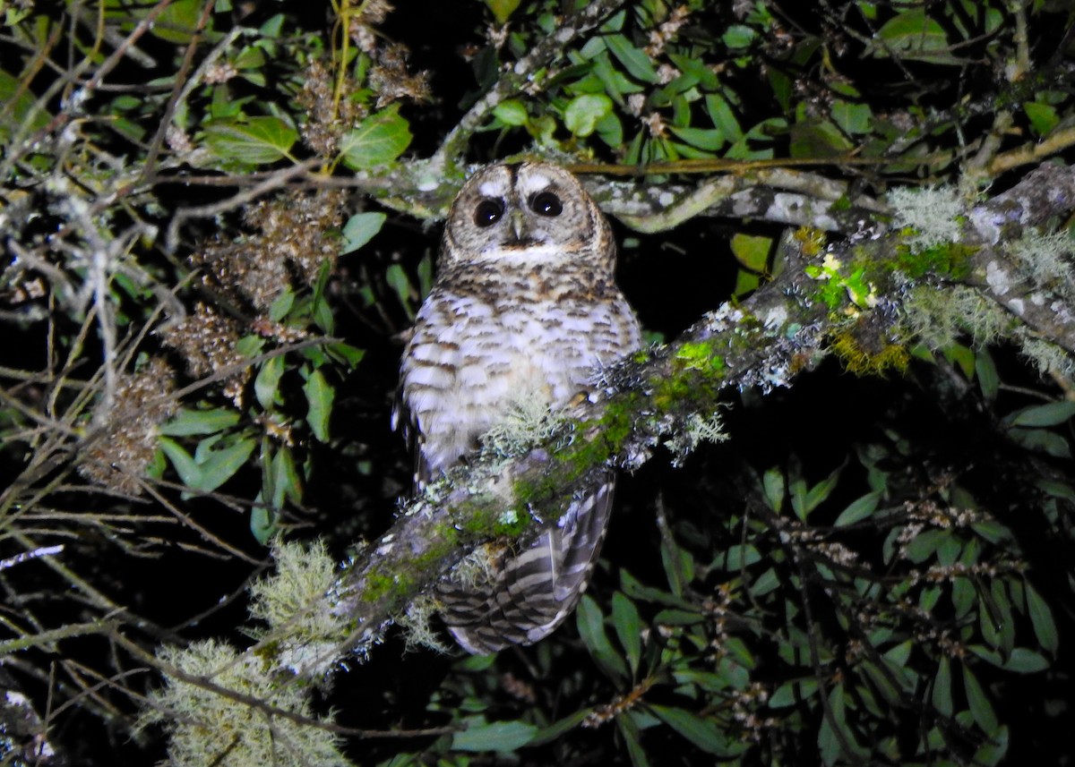 Rusty-barred Owl - ML637274688