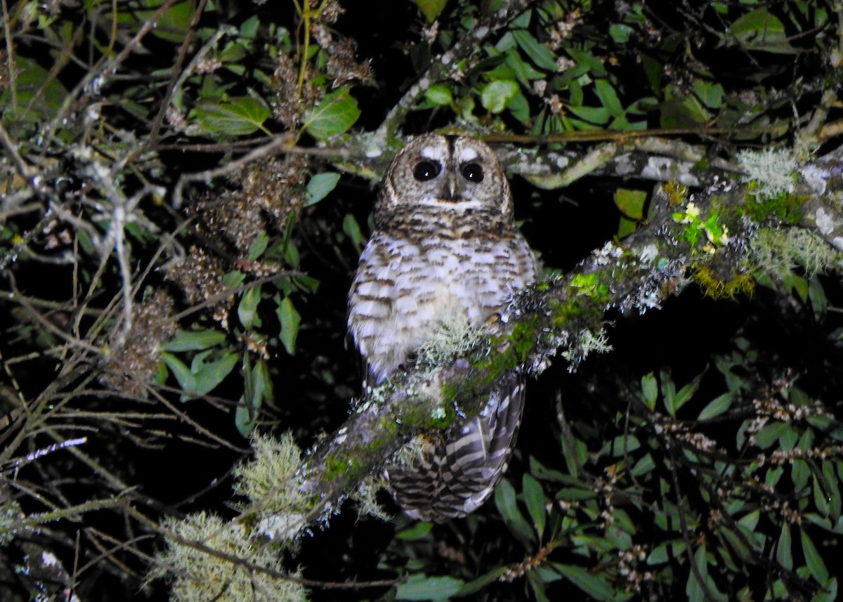 Rusty-barred Owl - ML637274689