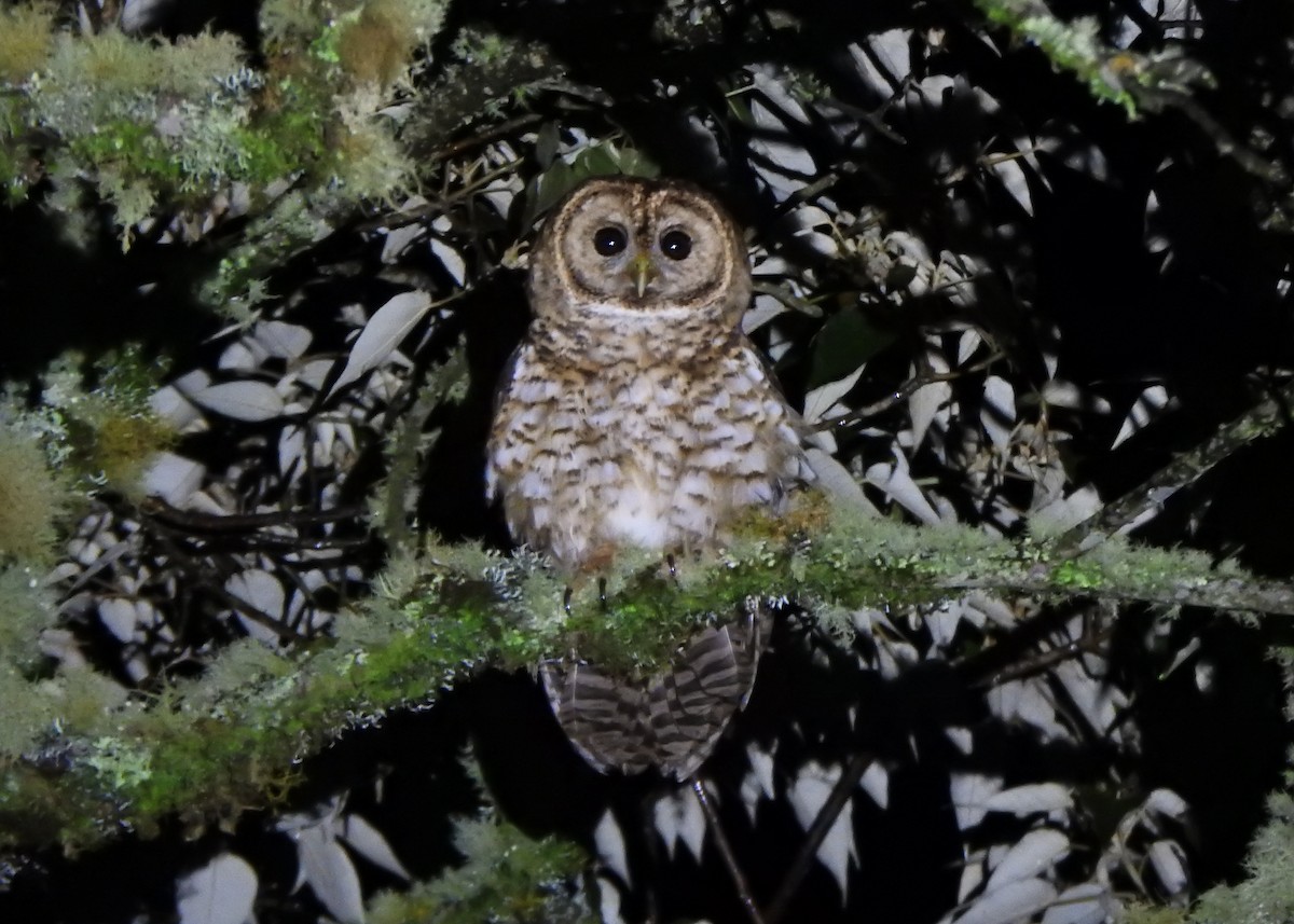 Rusty-barred Owl - ML637274690