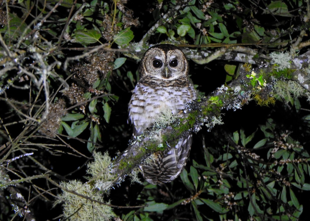 Rusty-barred Owl - ML637274691