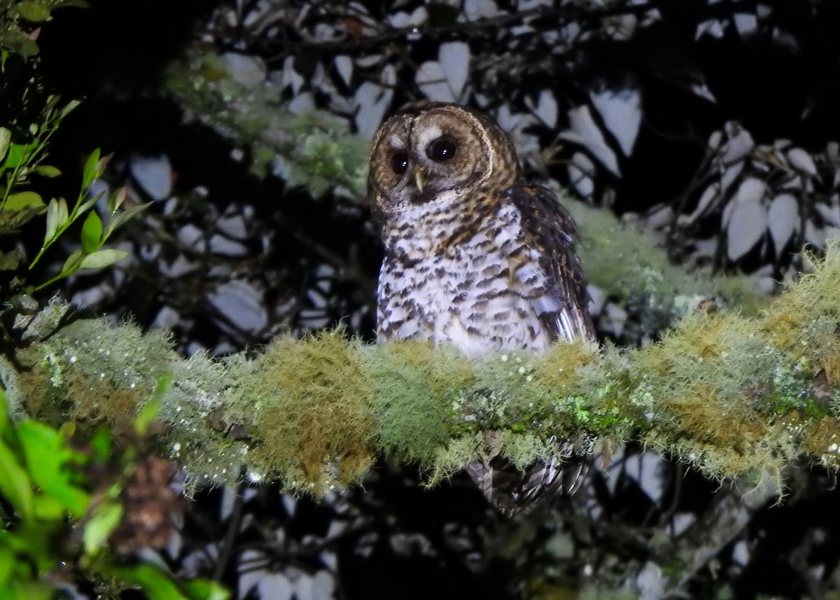 Rusty-barred Owl - ML637274692