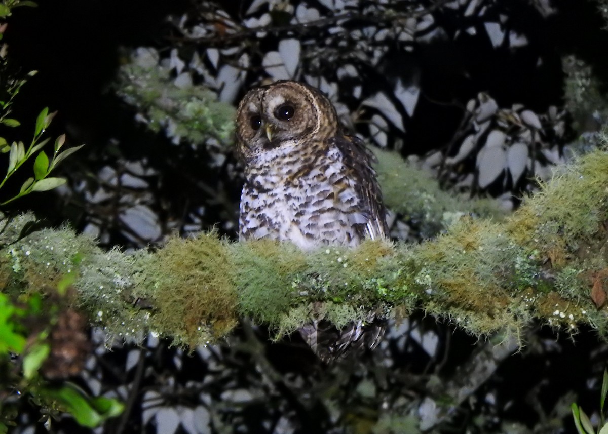 Rusty-barred Owl - ML637274693