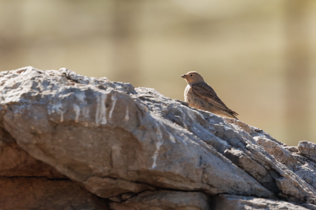 Greater Yellow-Finch - ML637274756