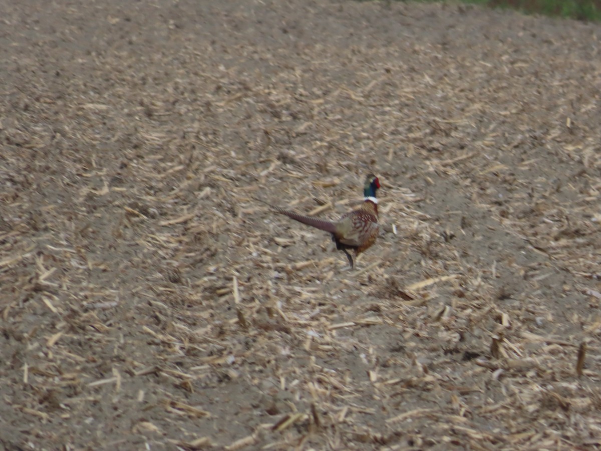 Ring-necked Pheasant - ML637274768