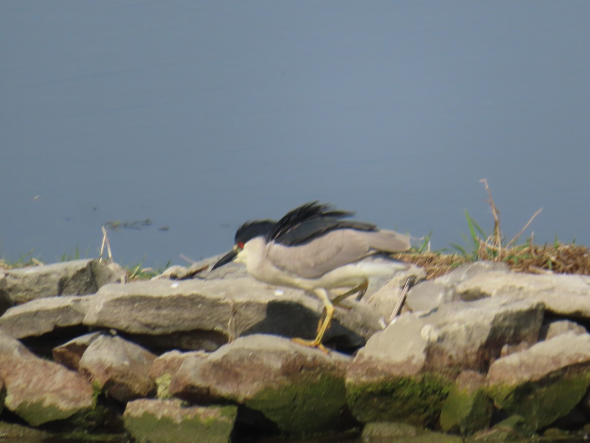 Black-crowned Night Heron - ML637274783