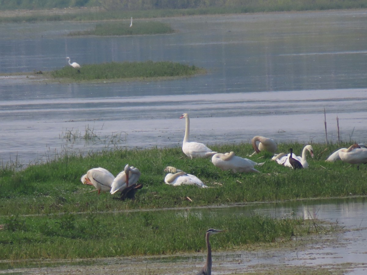 American White Pelican - ML637274814