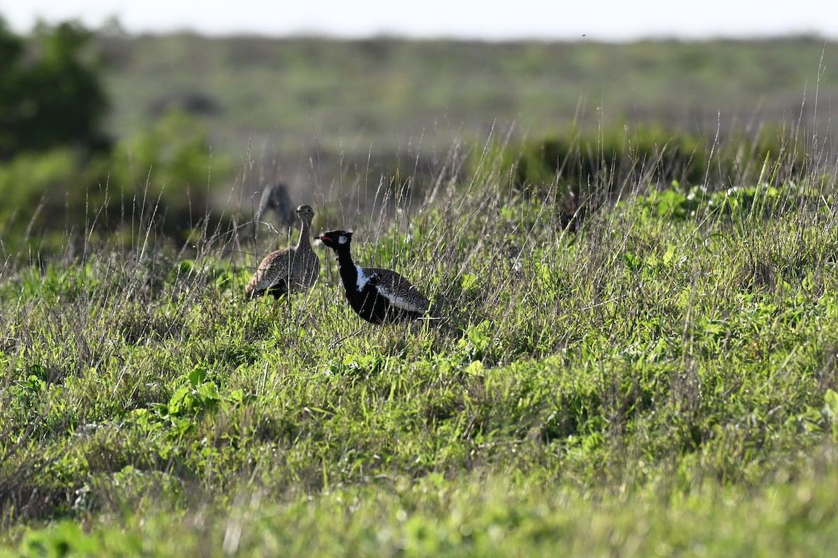 Black Bustard - ML637274816