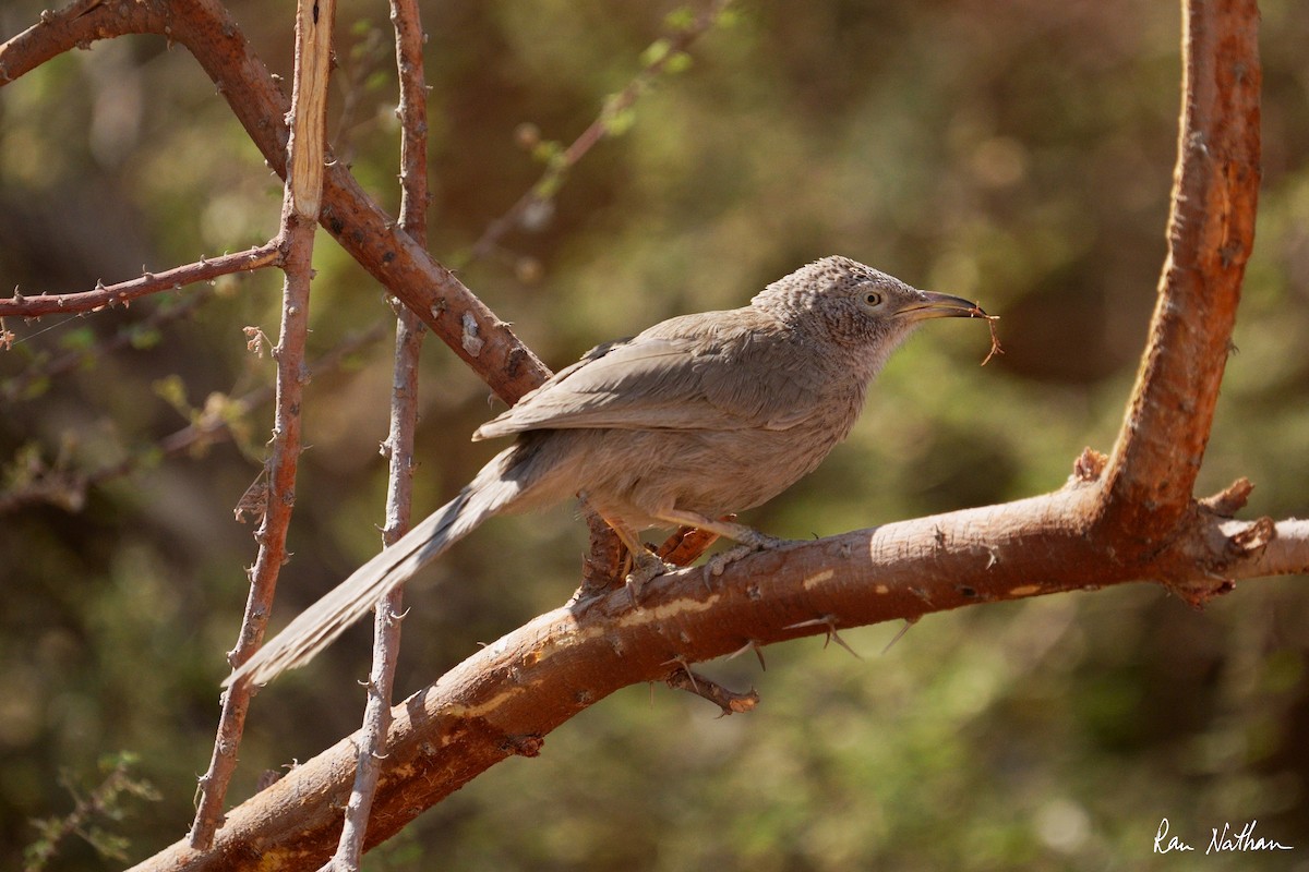 Arabian Babbler - ML637274946