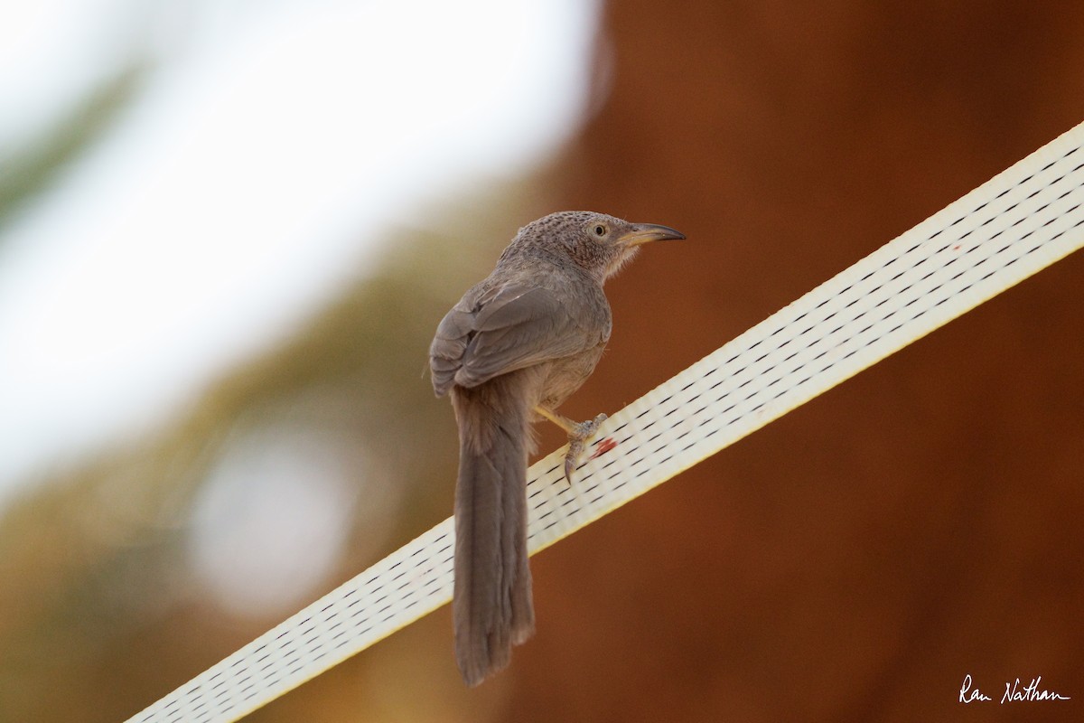 Arabian Babbler - ML637274960