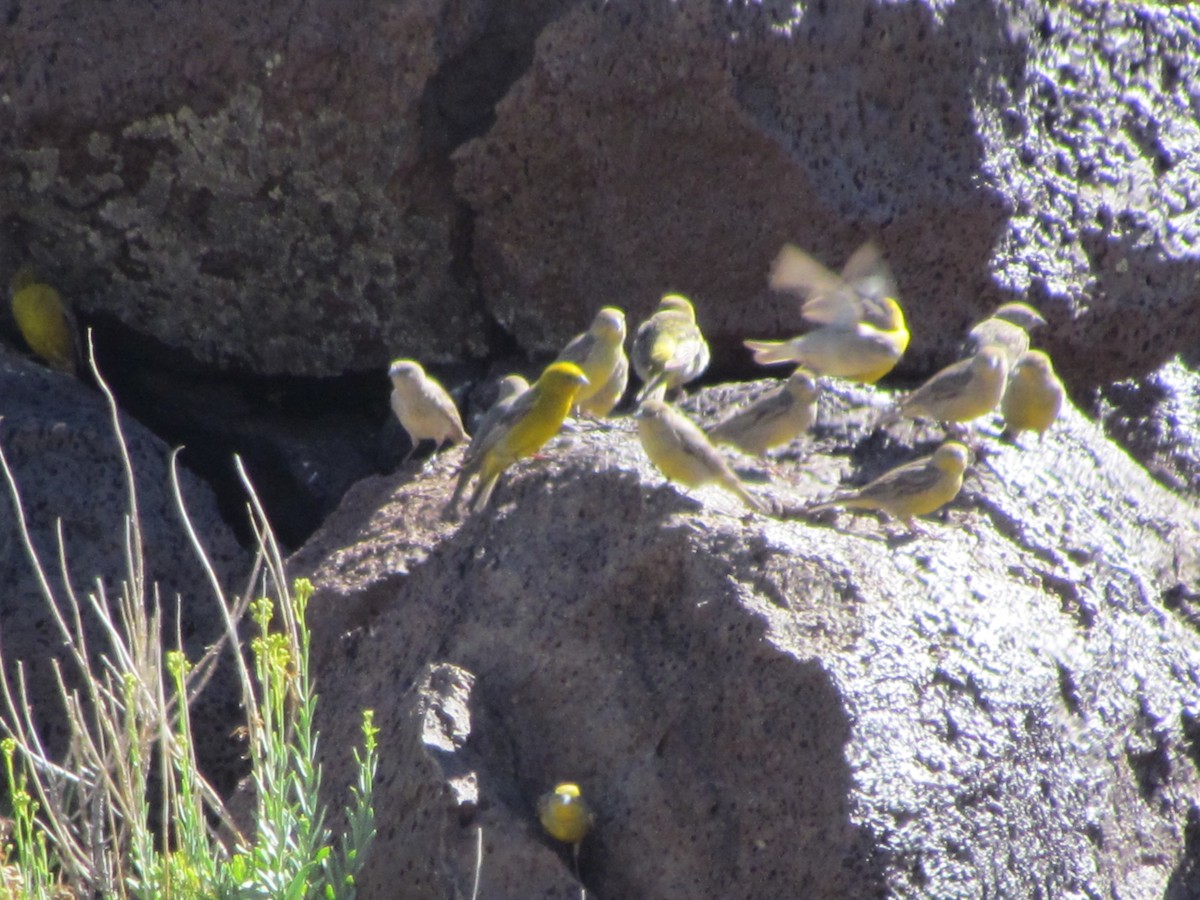 Greater Yellow-Finch - ML637274987