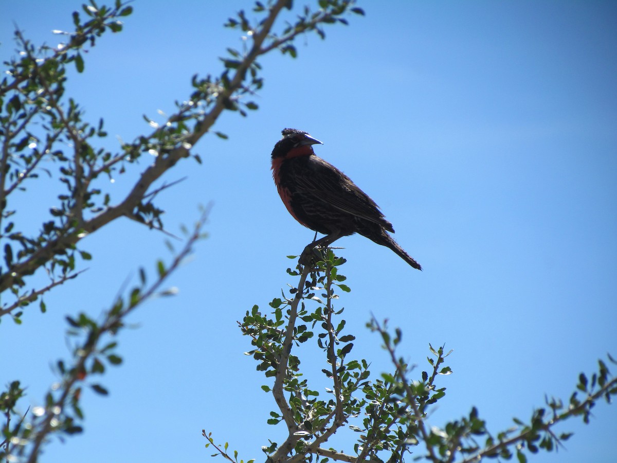 Long-tailed Meadowlark - ML637275074