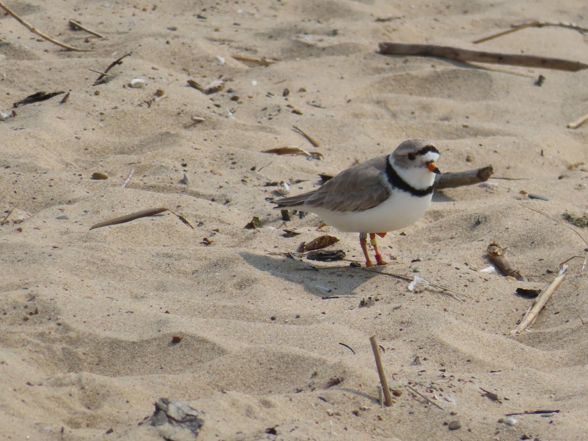 Piping Plover - ML637275100