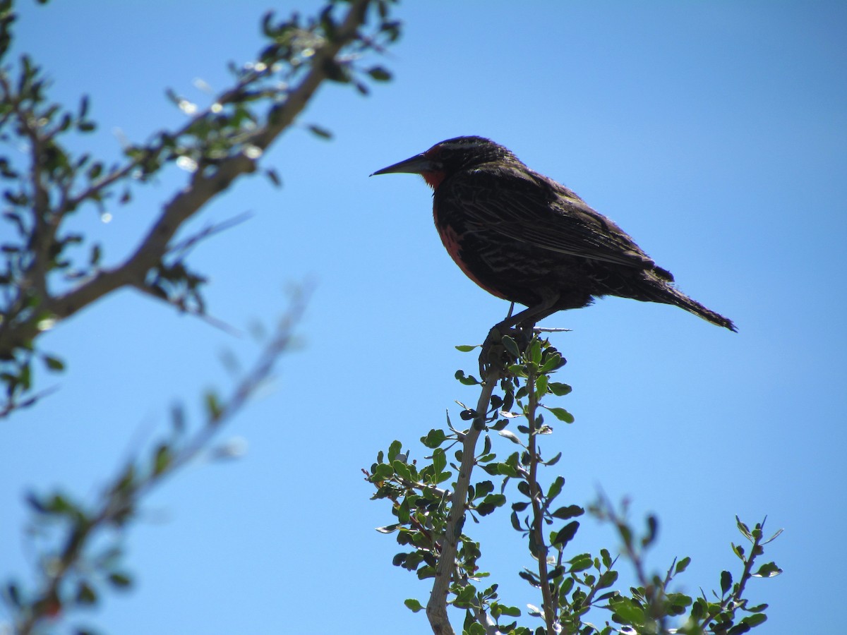 Long-tailed Meadowlark - ML637275106