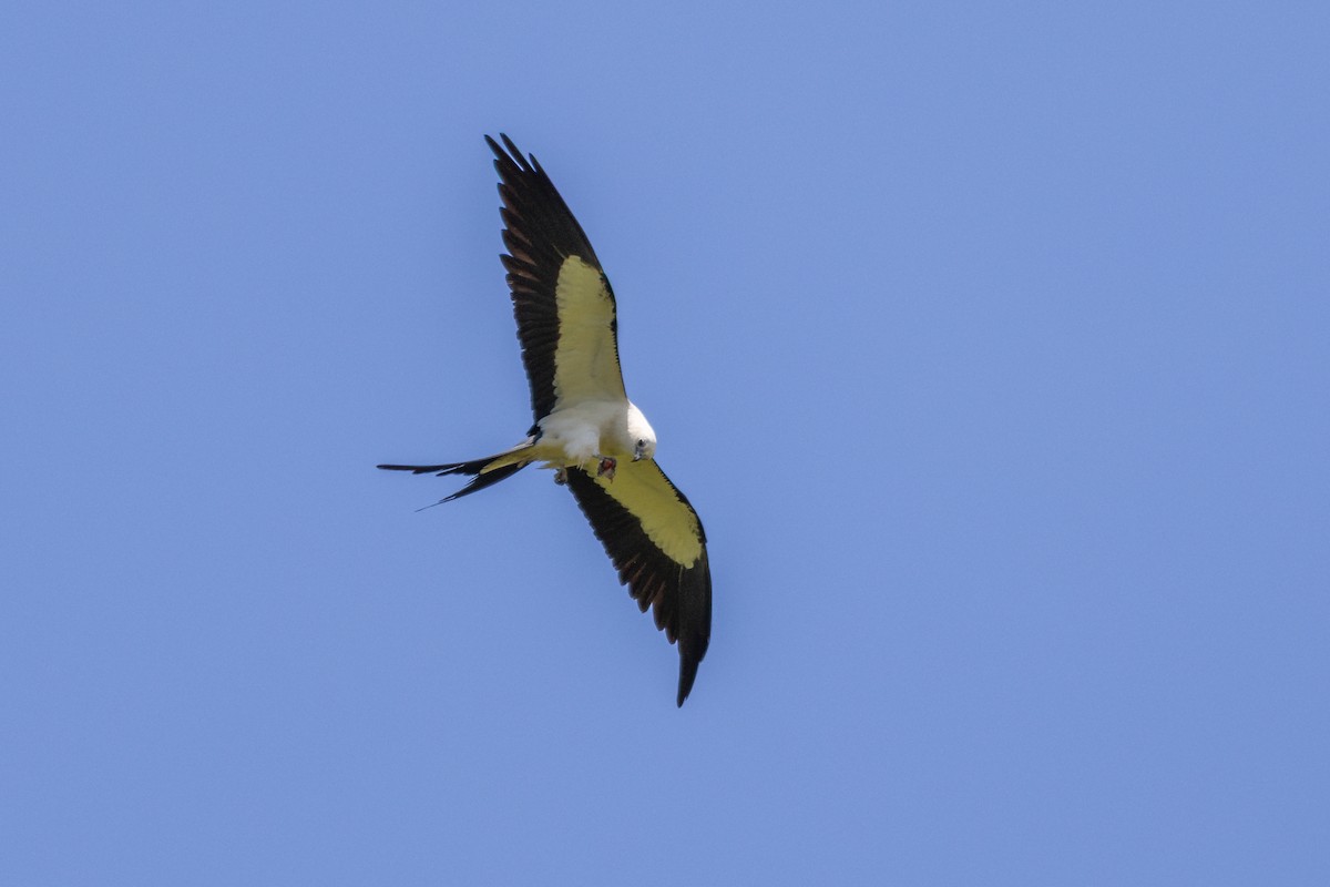 Swallow-tailed Kite - ML637275166