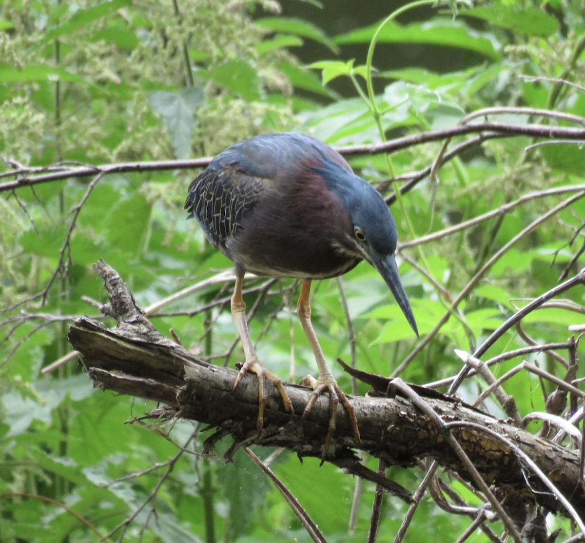 Green Heron - ML637275211
