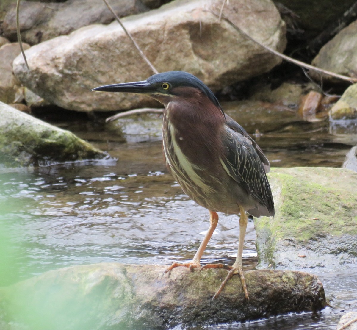 Green Heron - ML637275212