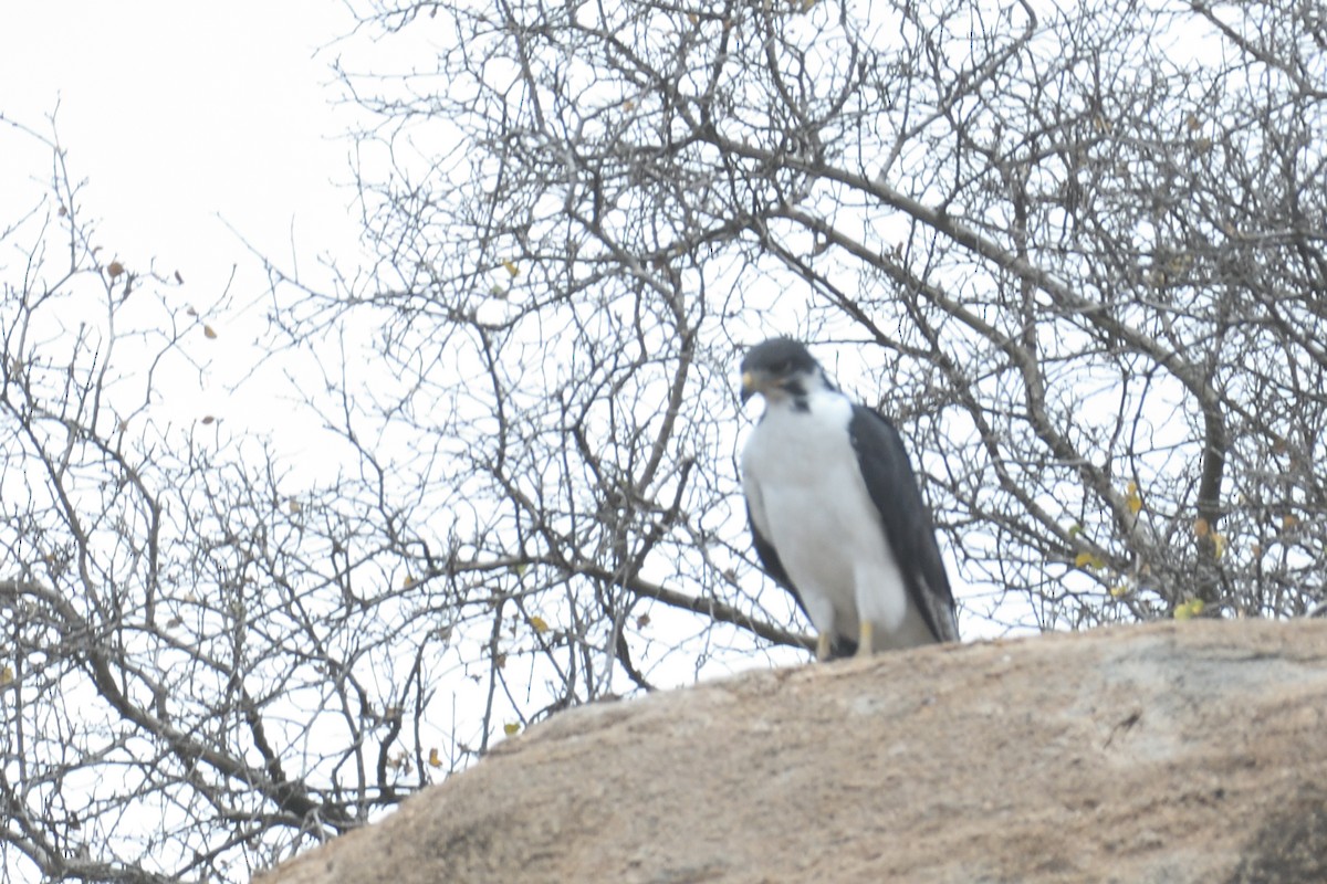 Augur Buzzard (Augur) - ML637275287