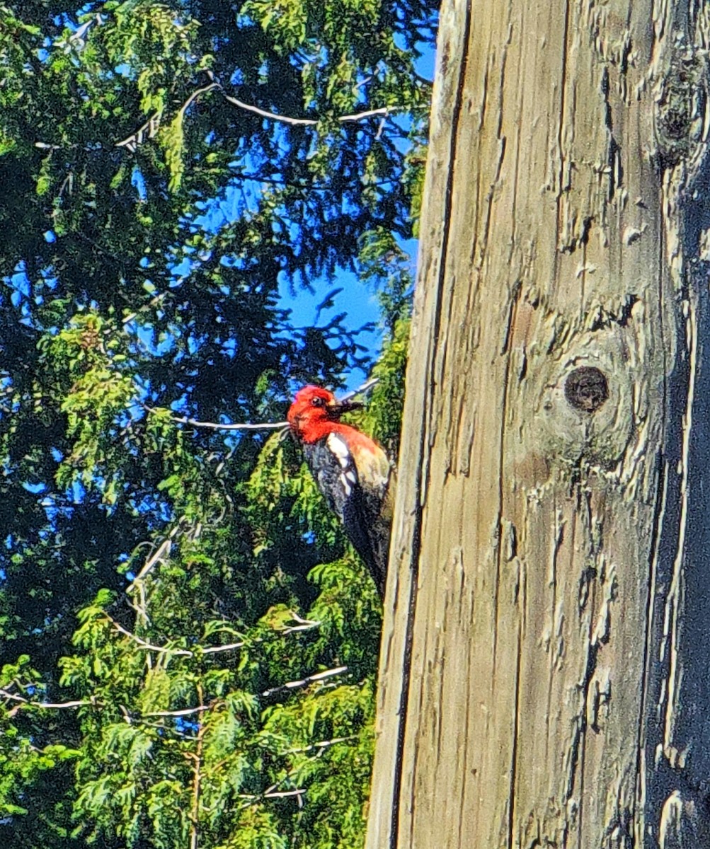 Red-breasted Sapsucker - ML637275300