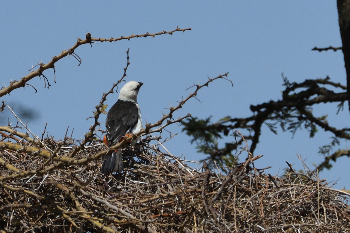 White-headed Buffalo-Weaver - ML637275318