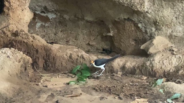 White-necked Rockfowl - ML637275482