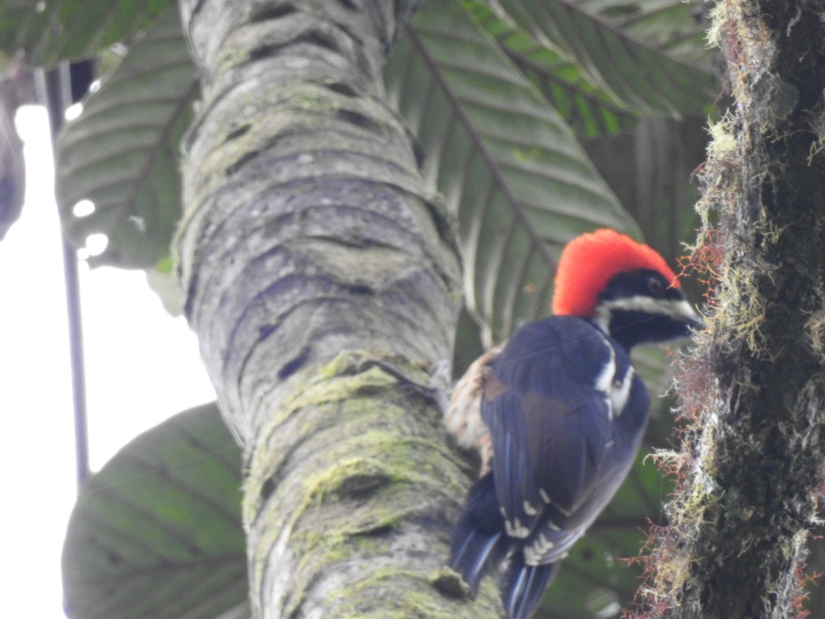 Powerful Woodpecker - ML637275493