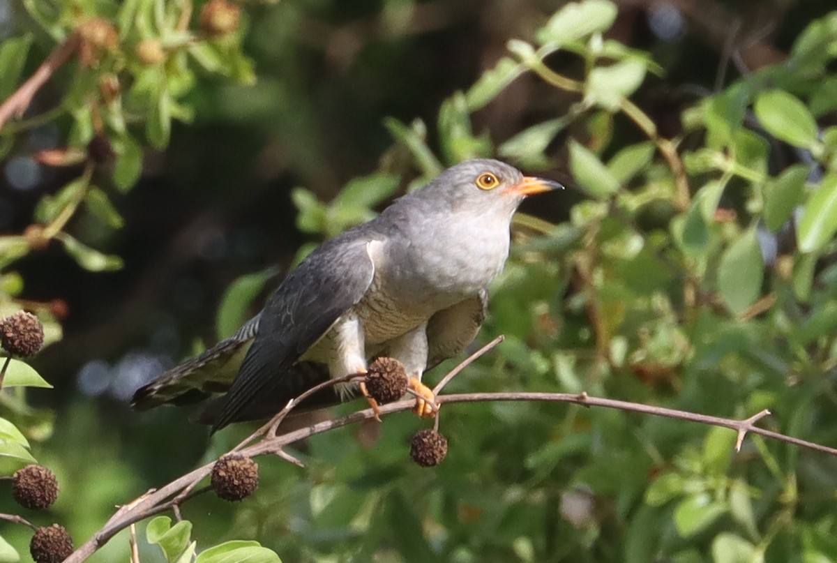 African Cuckoo - ML637275495