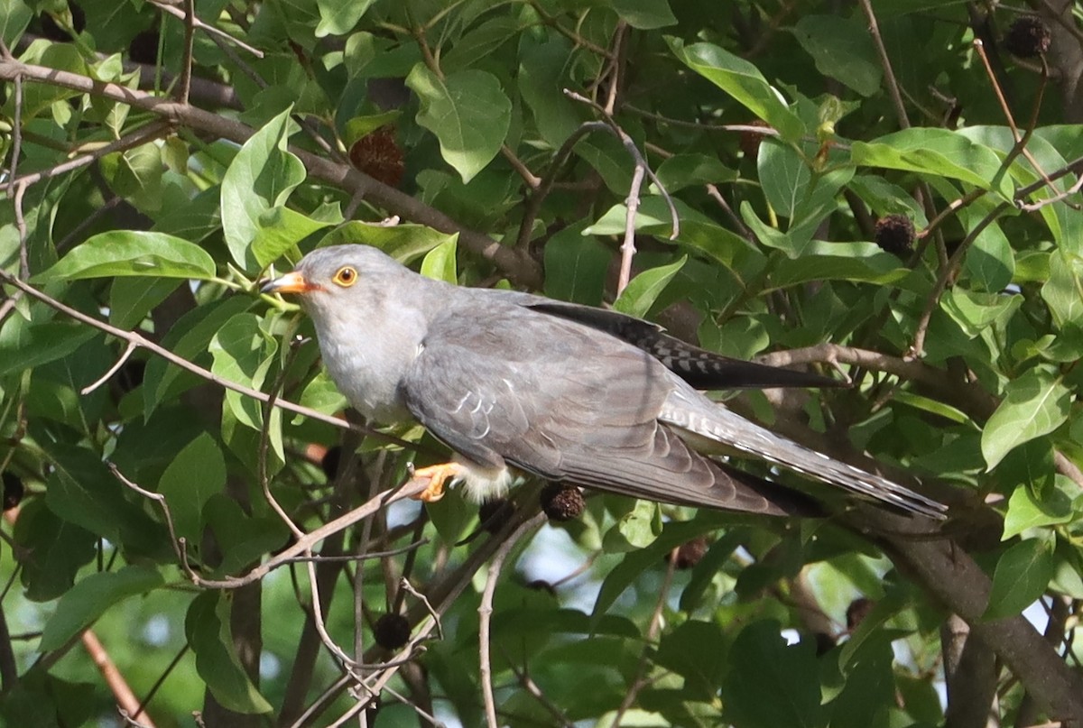 African Cuckoo - ML637275496