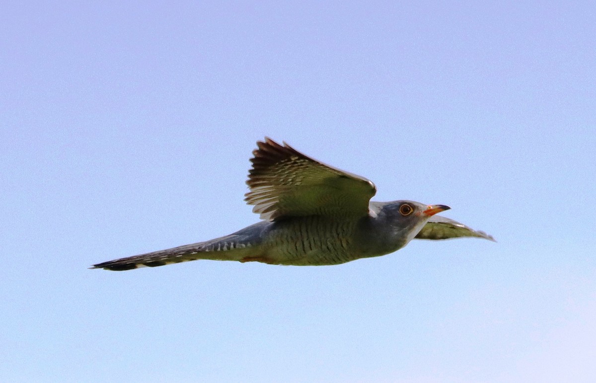 African Cuckoo - ML637275497