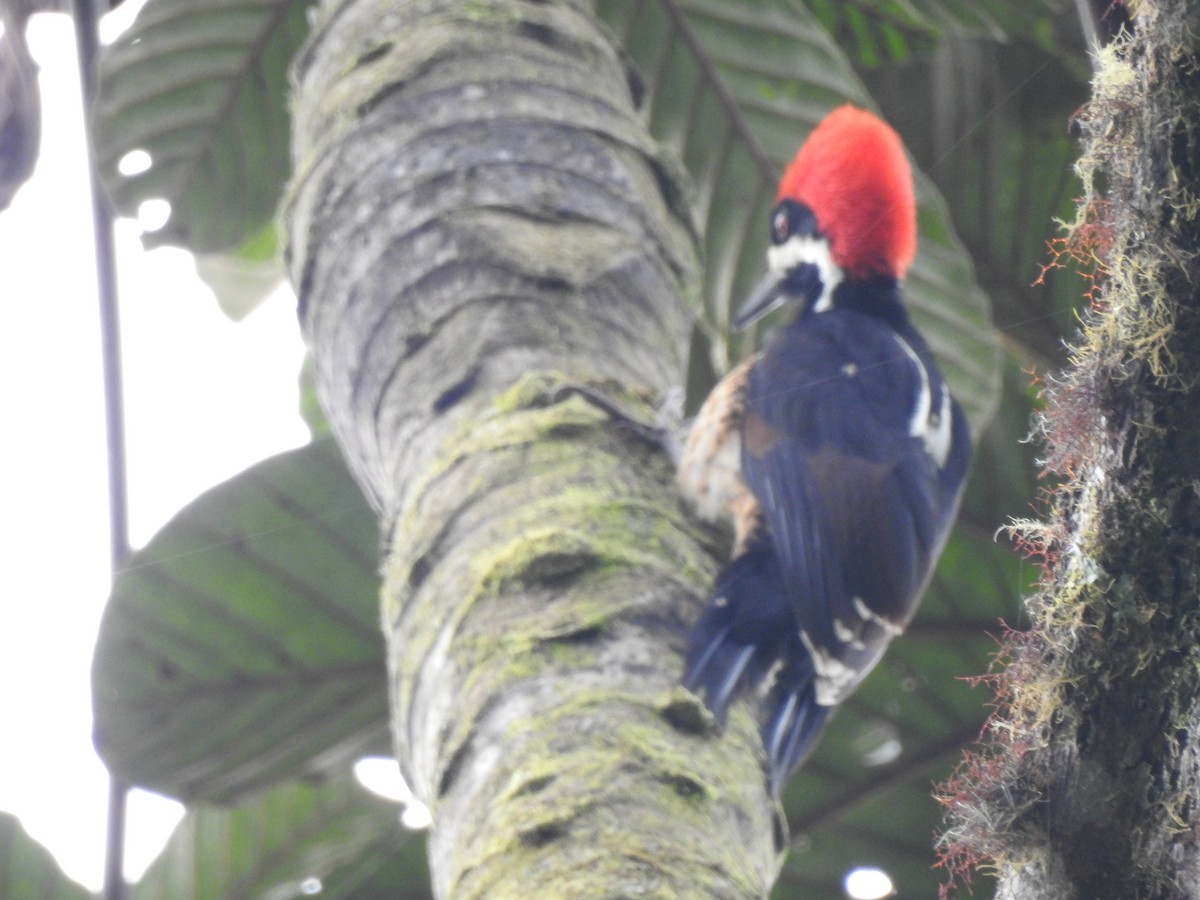 Powerful Woodpecker - ML637275498