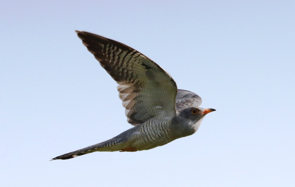 African Cuckoo - ML637275499