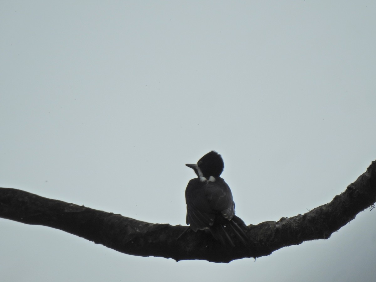 Powerful Woodpecker - ML637275500