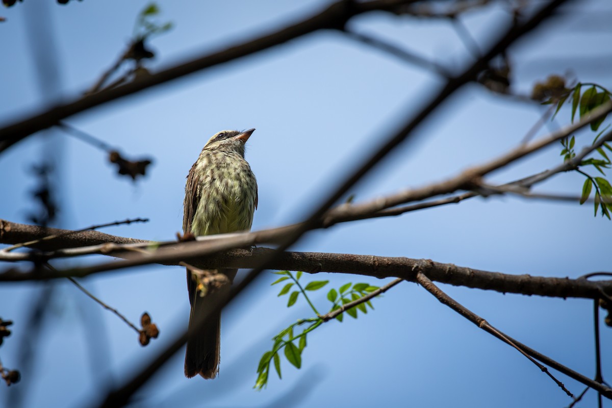 Variegated Flycatcher - ML637275512