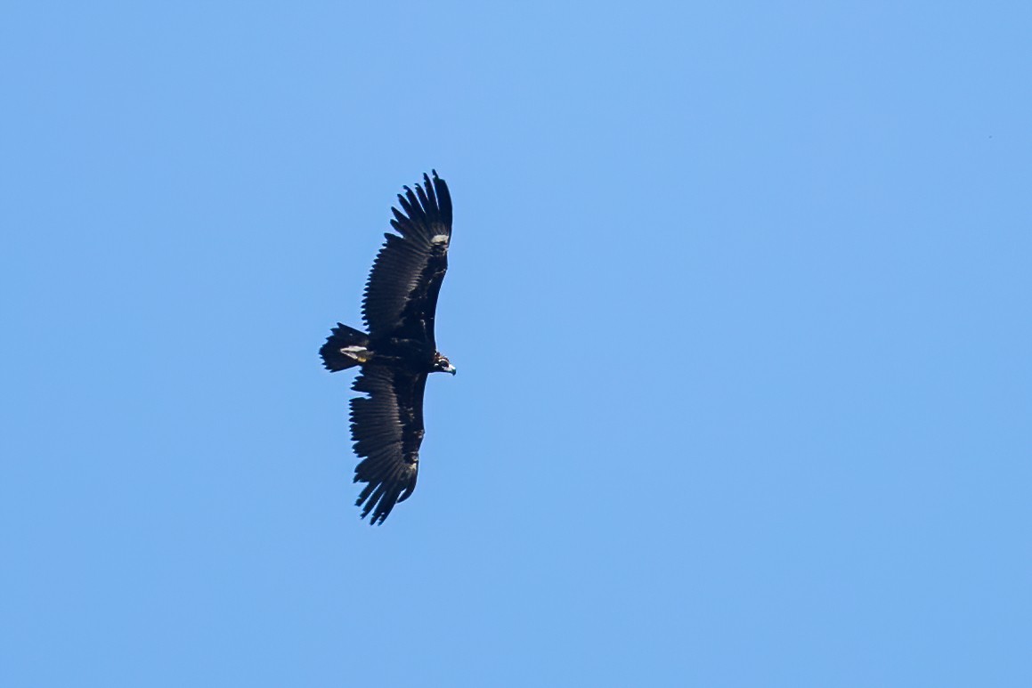 禿鷲 - ML637275535