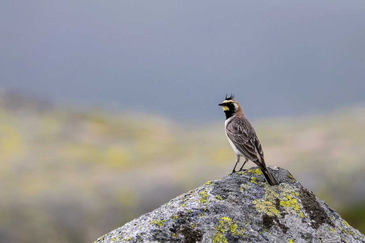 Horned Lark - ML637275541