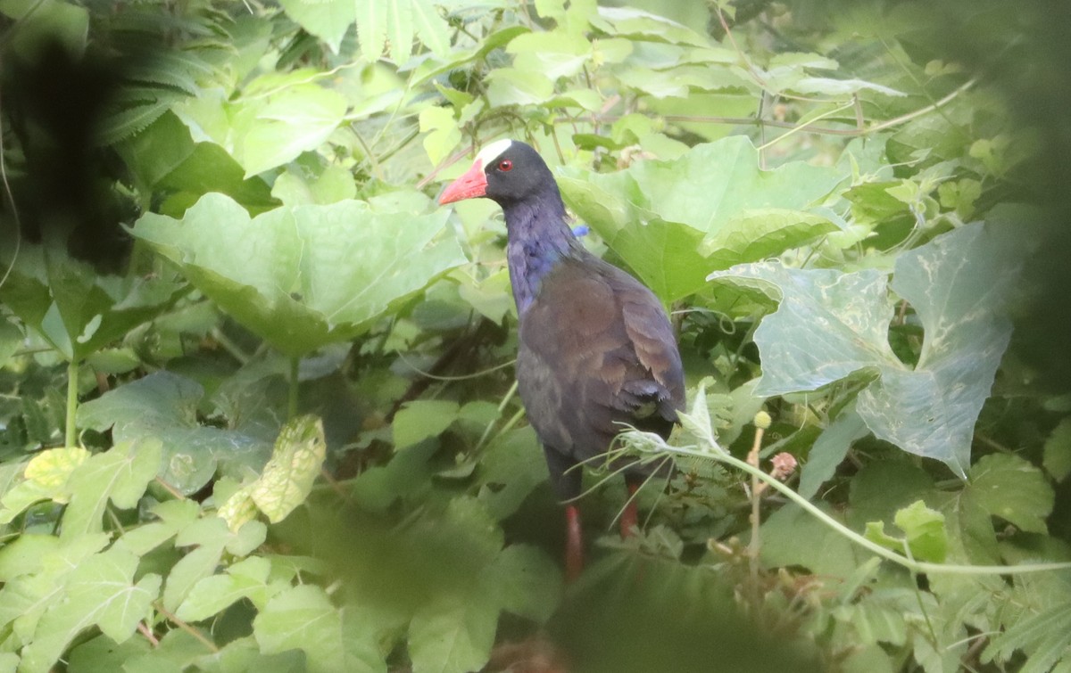 Allen's Gallinule - ML637275548