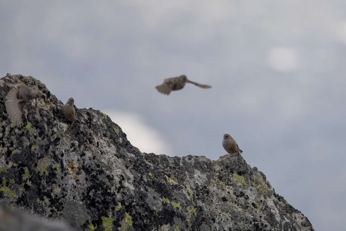 岩鷚 - ML637275573