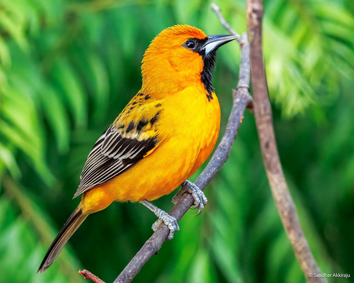 Streak-backed Oriole - ML637275612