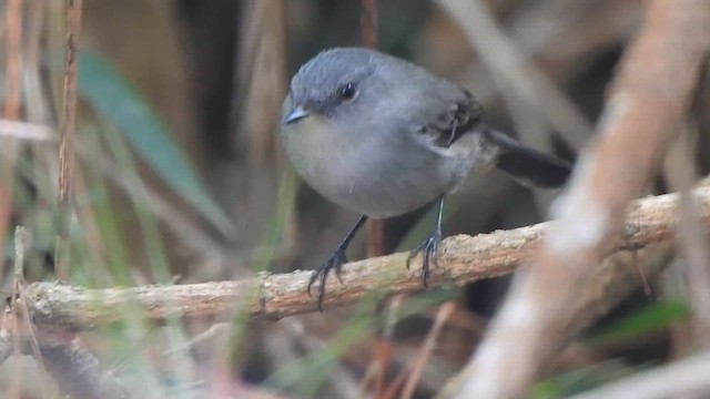 Sooty Tyrannulet - ML637275668